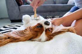 Nationwide Antivirus Upgrade for Thrive Pet Care Pet Care